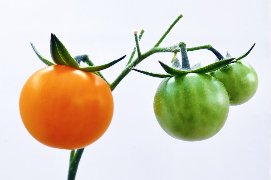 Tomatoes